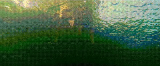 354575af5d6fe1542301eb7e7d05cd7f_993656.gif