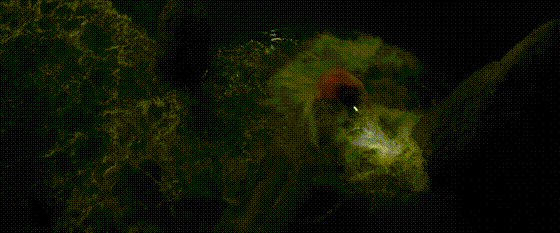 e56024750dc92af7e87a7af51dda2c7b_1044282.gif